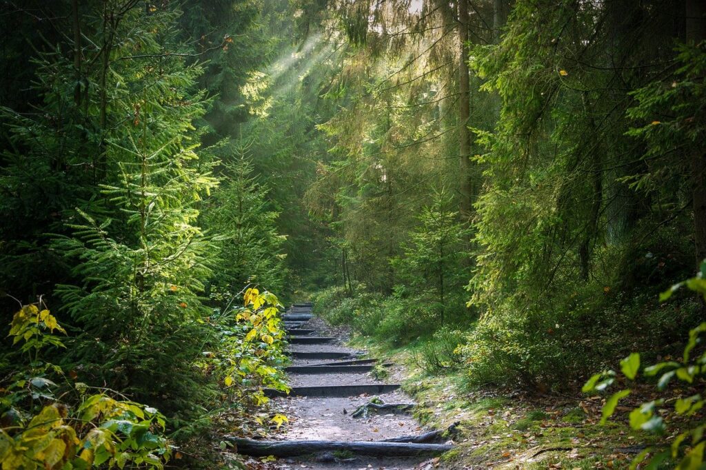 forest, trail, sunbeams-2942477.jpg